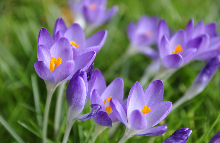 Veilchen, Frühjahr